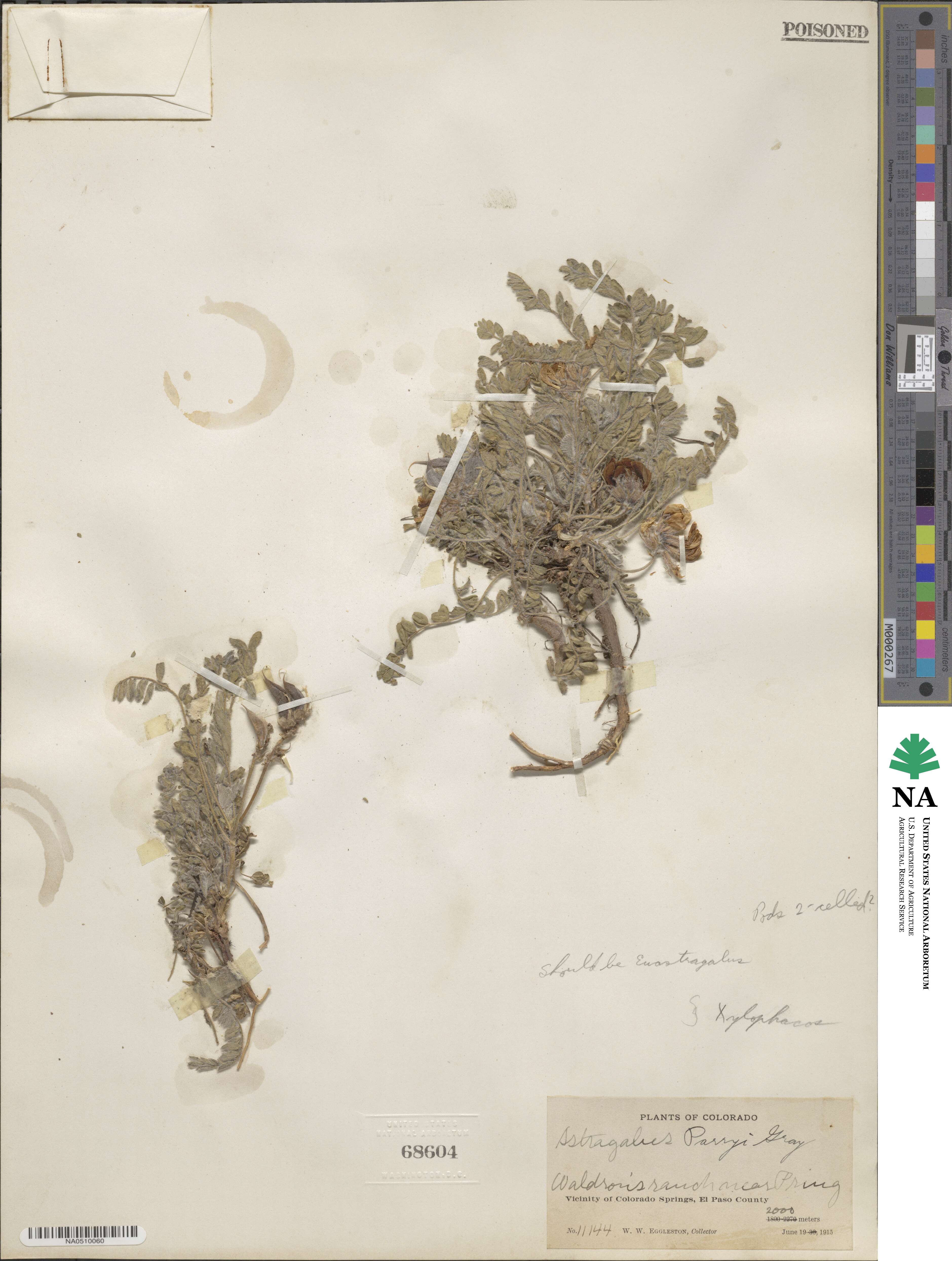 Astragalus parryi image