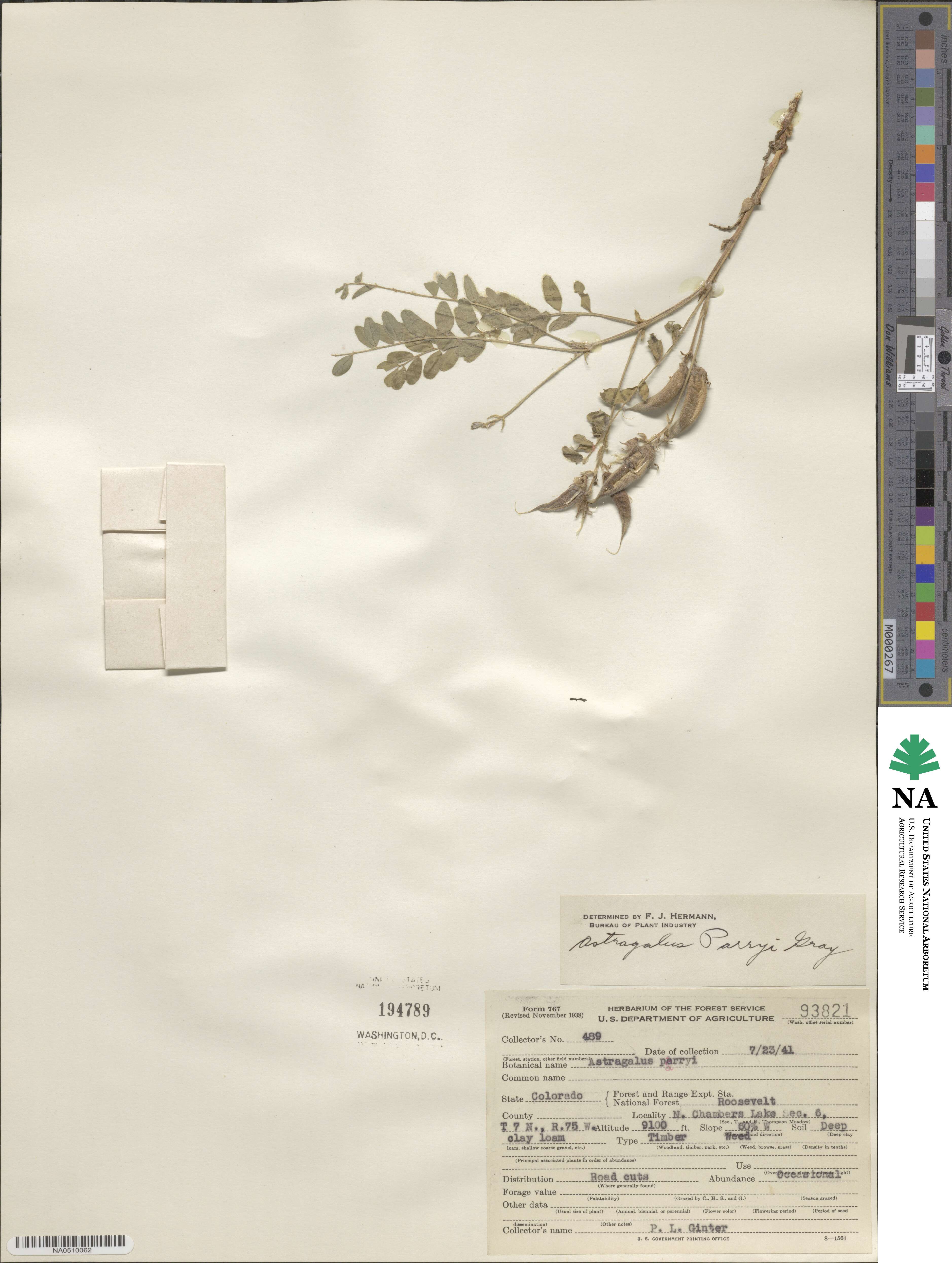 Astragalus parryi image