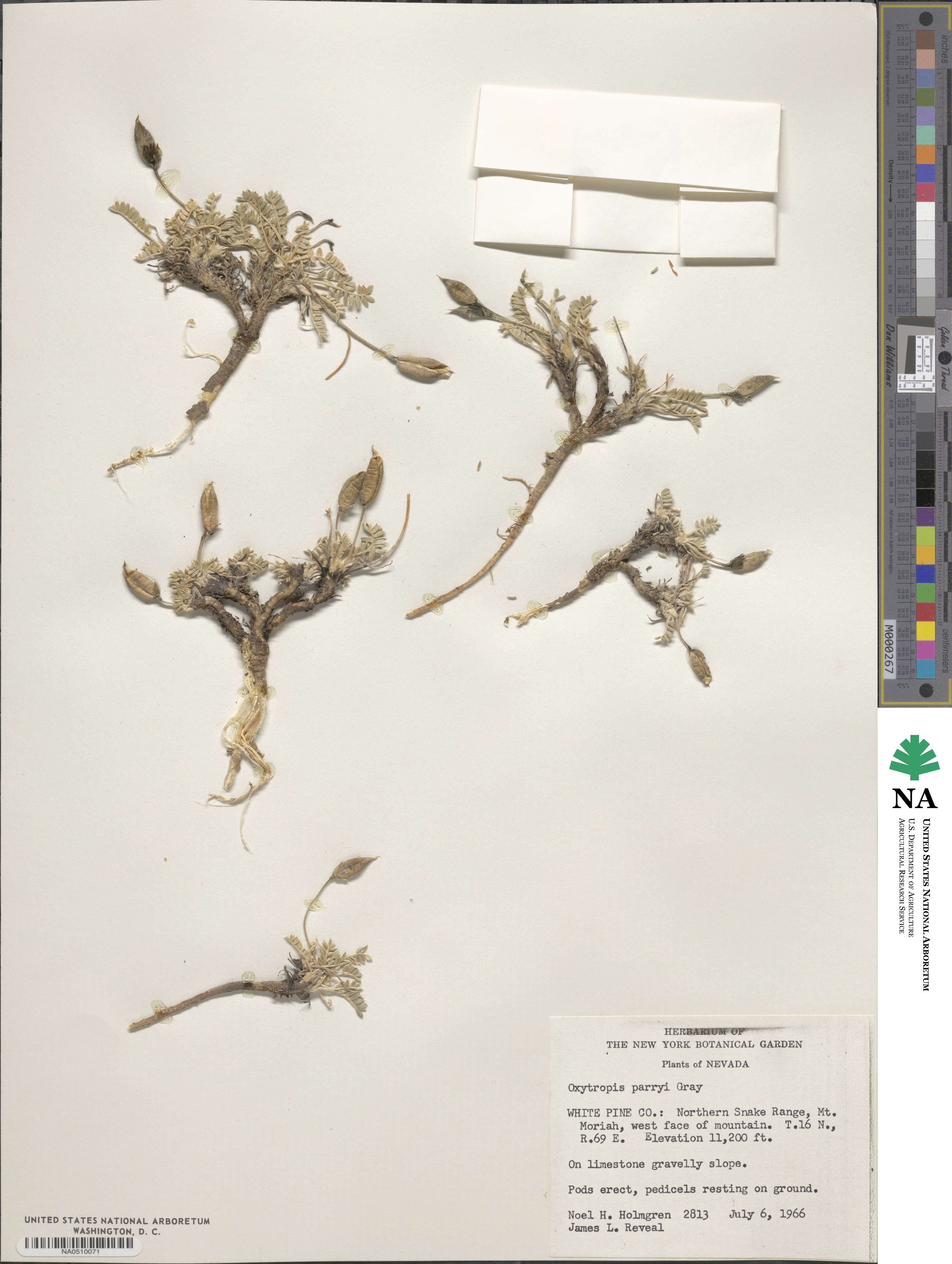 Oxytropis parryi image