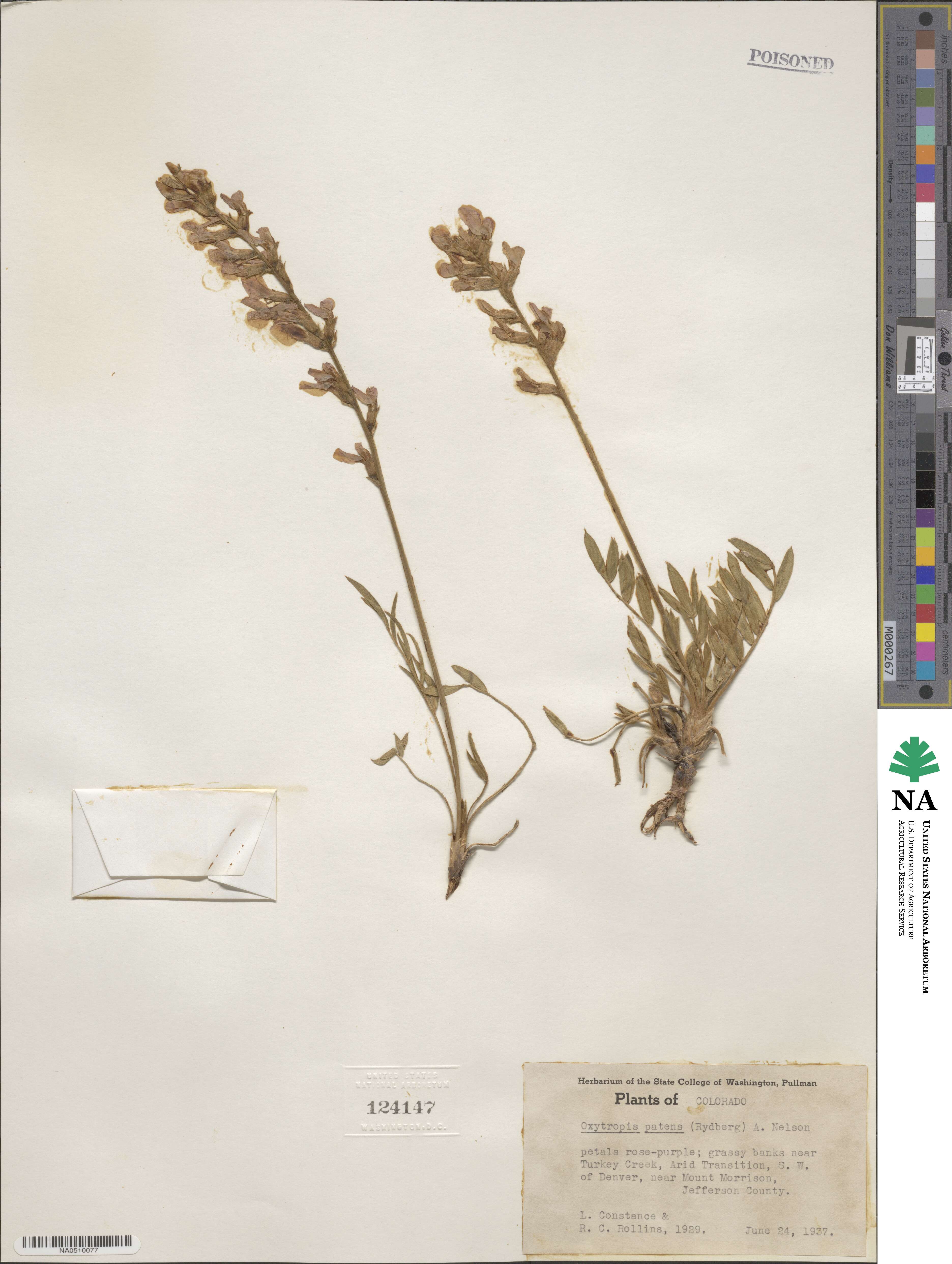 Oxytropis lambertii var. bigelovii image