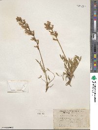 Oxytropis lambertii image