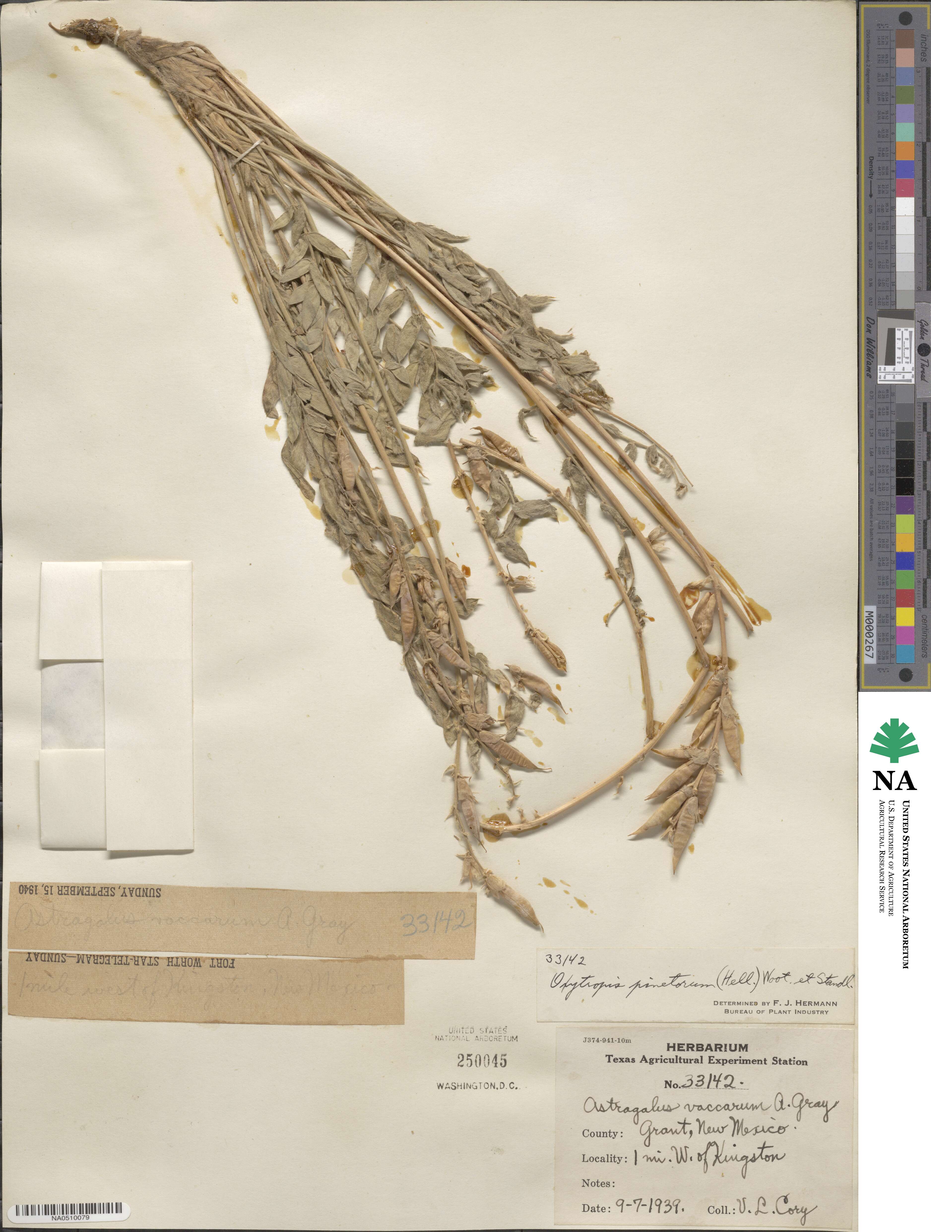 Oxytropis sericea image