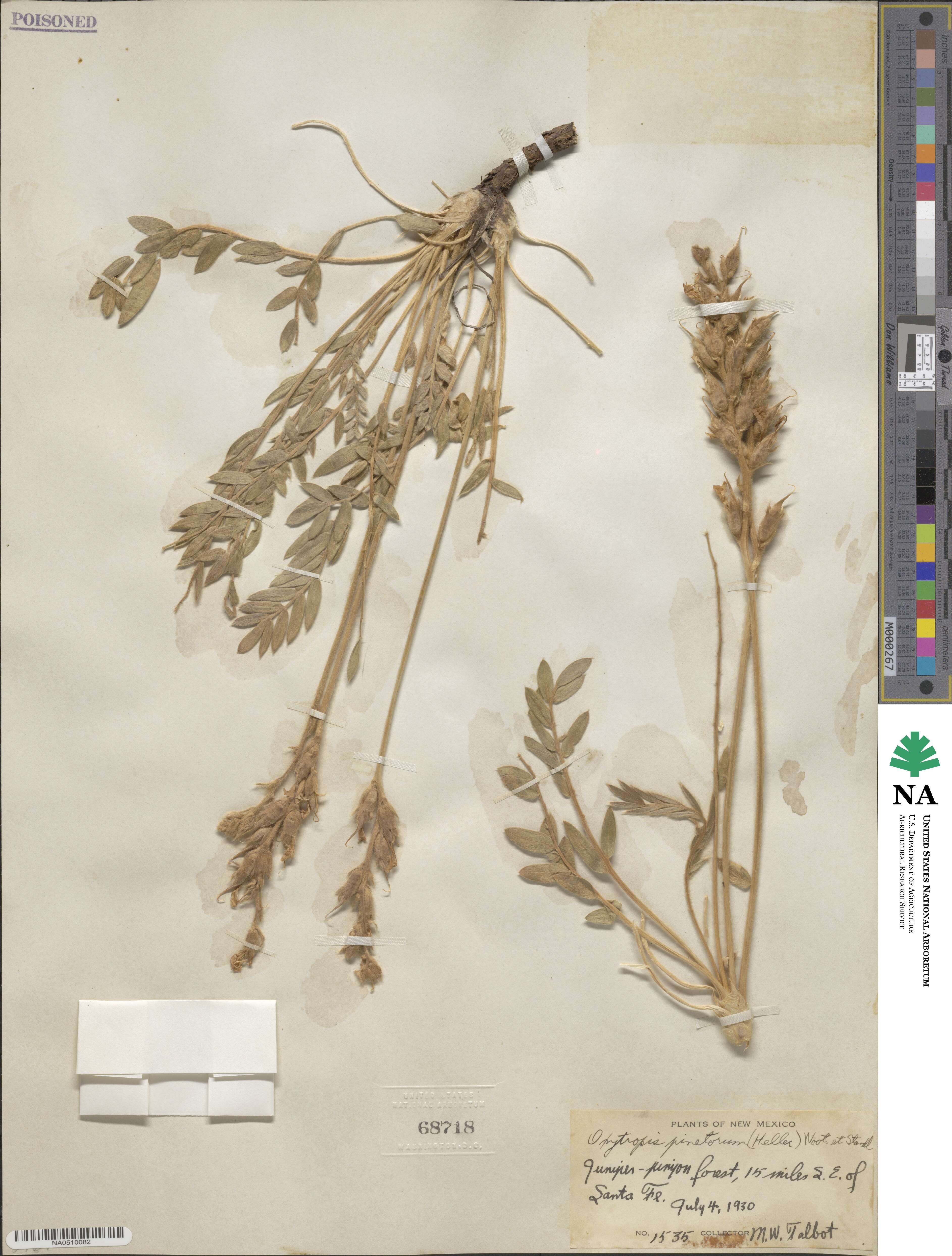 Oxytropis sericea var. sericea image