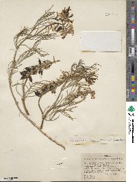 Astragalus pectinatus image