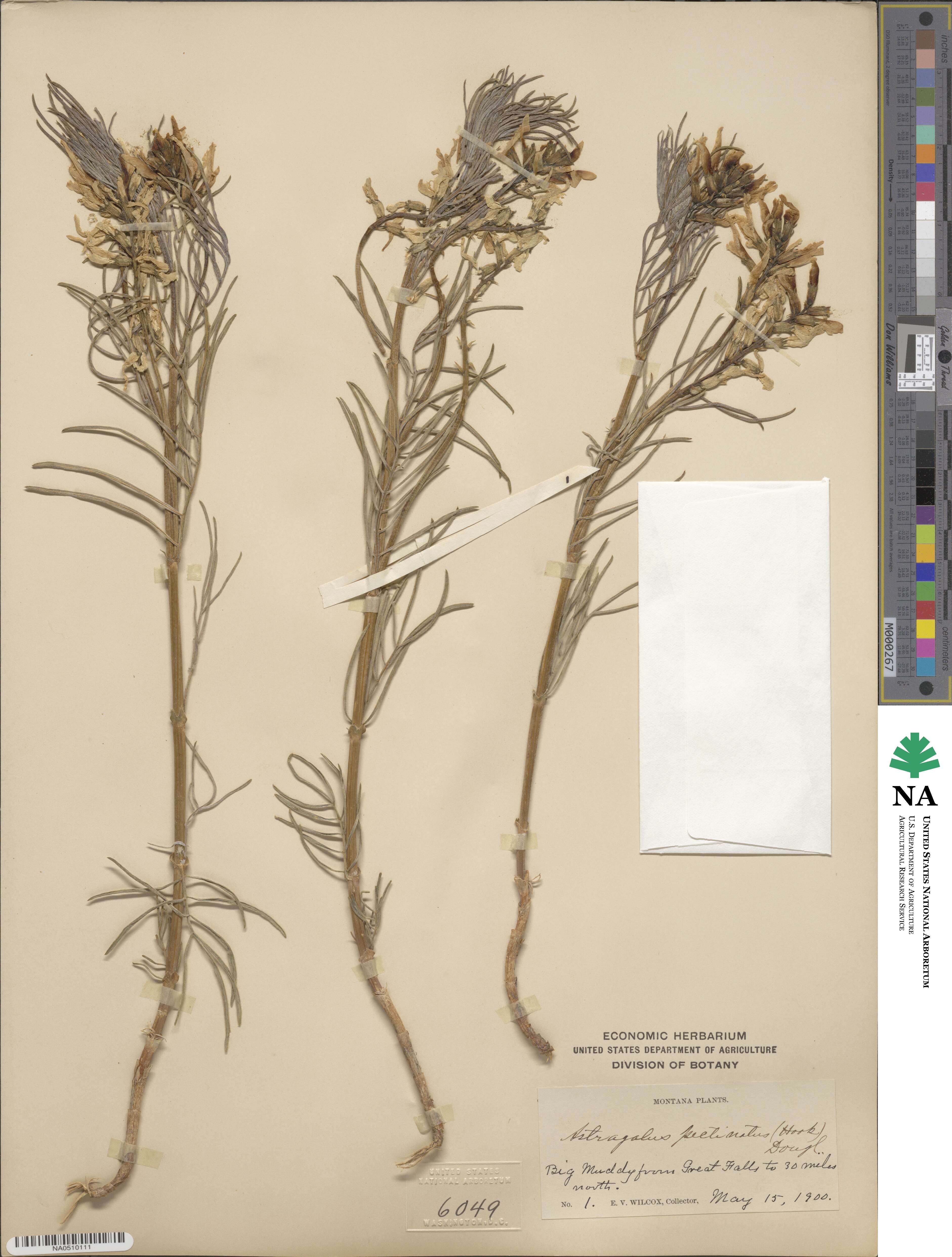 Astragalus pectinatus image