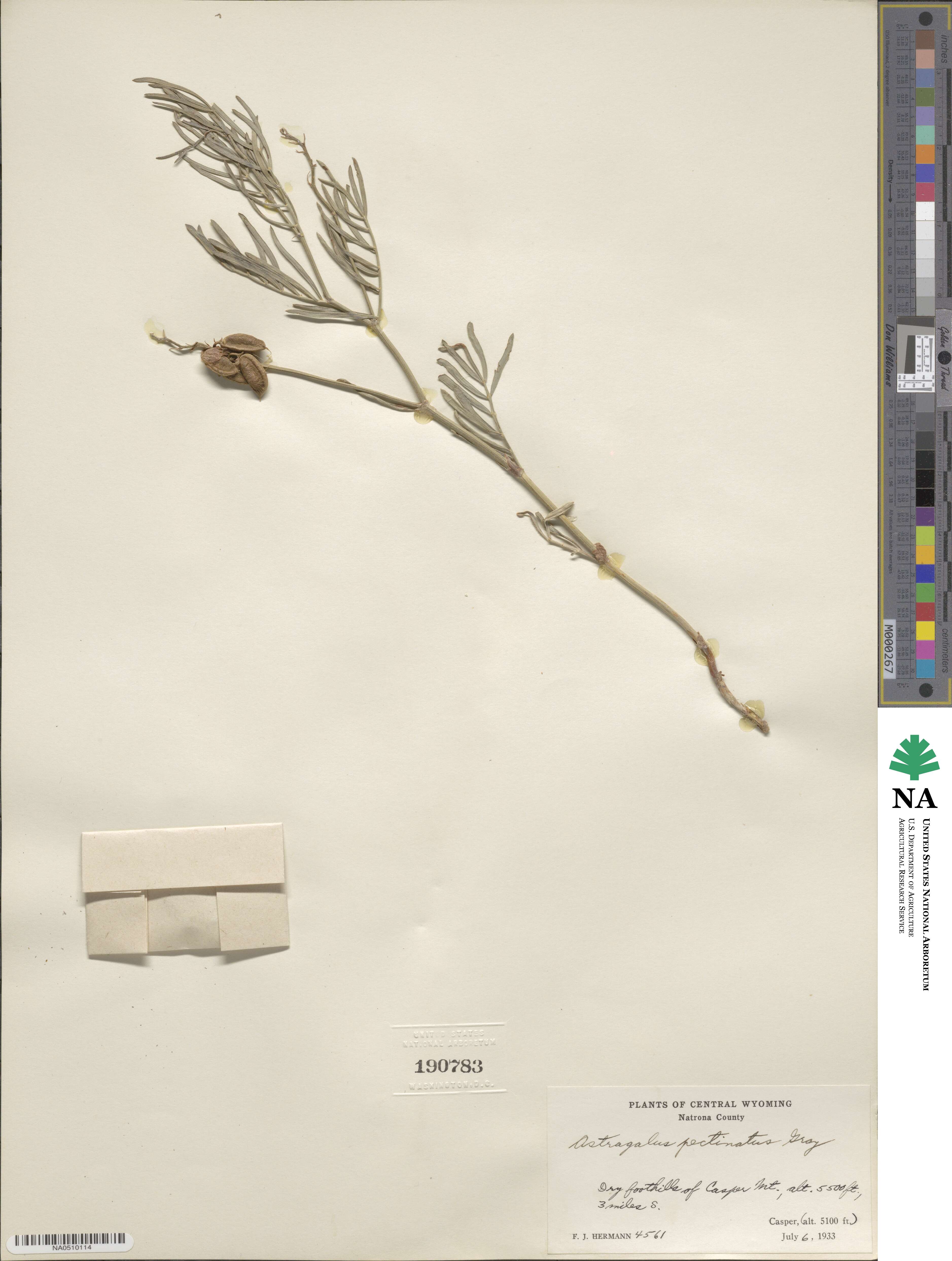 Astragalus pectinatus image