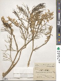 Astragalus pectinatus image