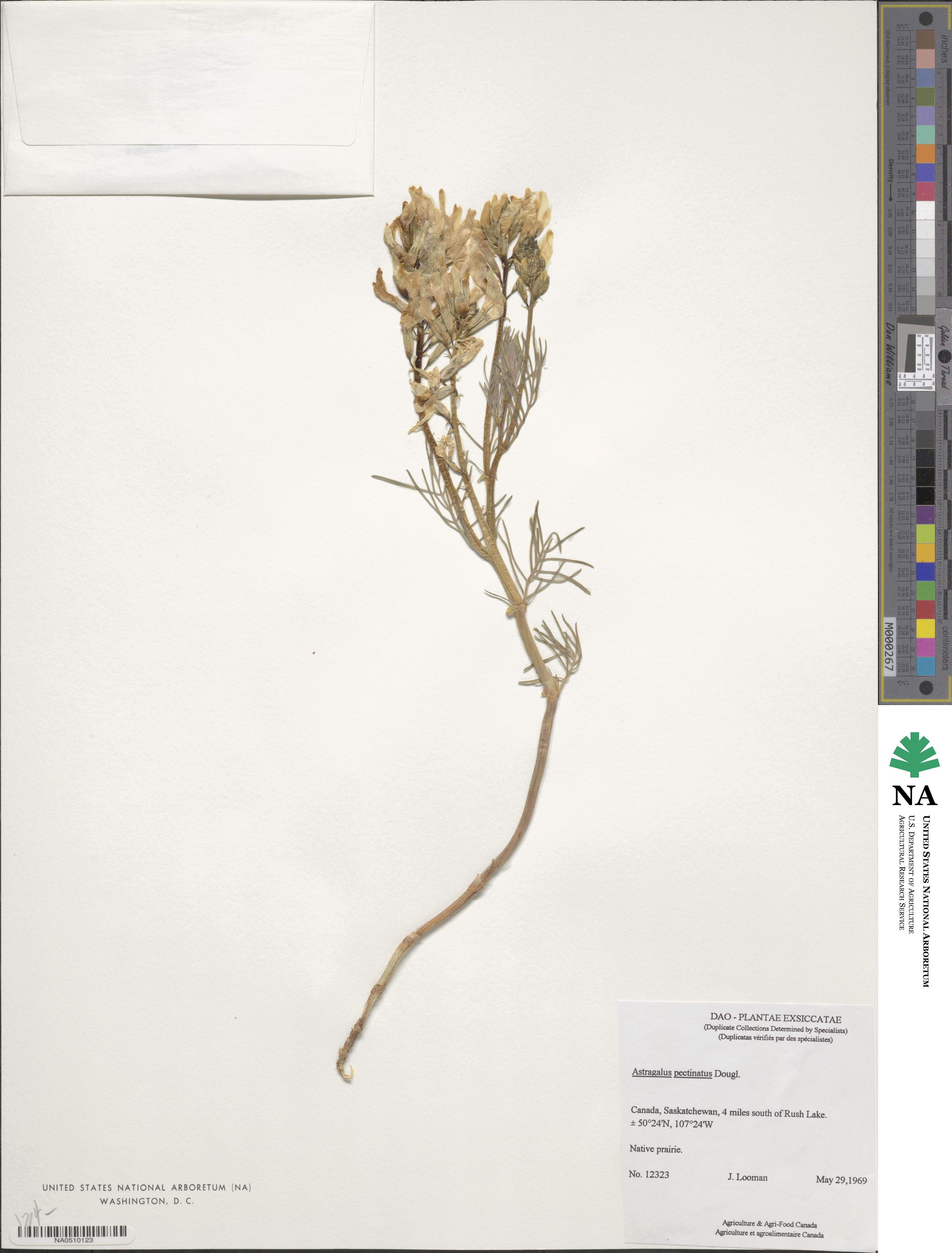 Astragalus pectinatus image