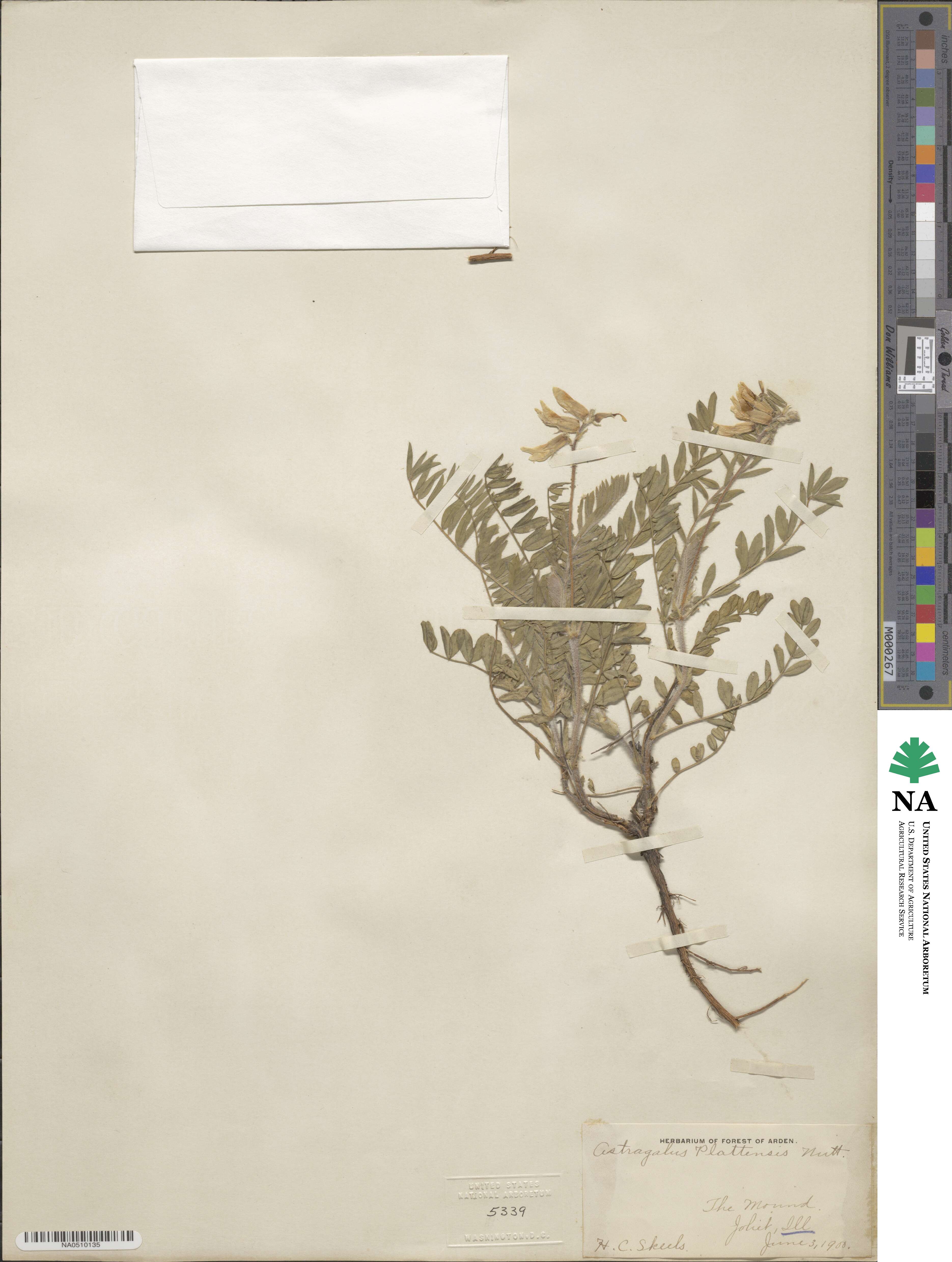 Astragalus plattensis image