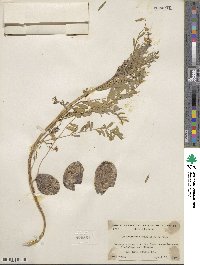 Astragalus pomonensis image