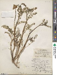 Astragalus praelongus image