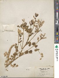 Astragalus preussii image