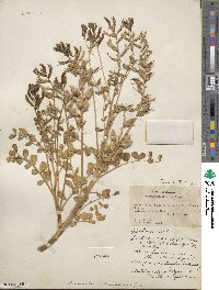 Astragalus preussii image