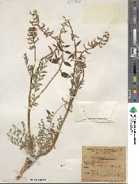 Astragalus preussii image