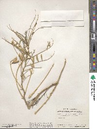 Astragalus preussii image