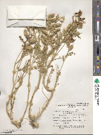 Astragalus preussii image