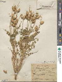 Astragalus preussii var. laxiflorus image