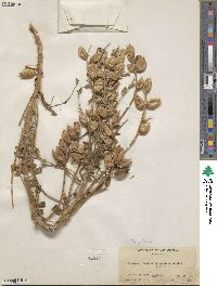 Astragalus crotalariae image