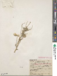 Astragalus crotalariae image