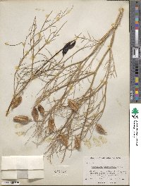 Astragalus pterocarpus image