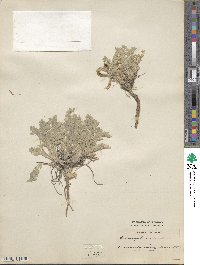 Astragalus purshii image