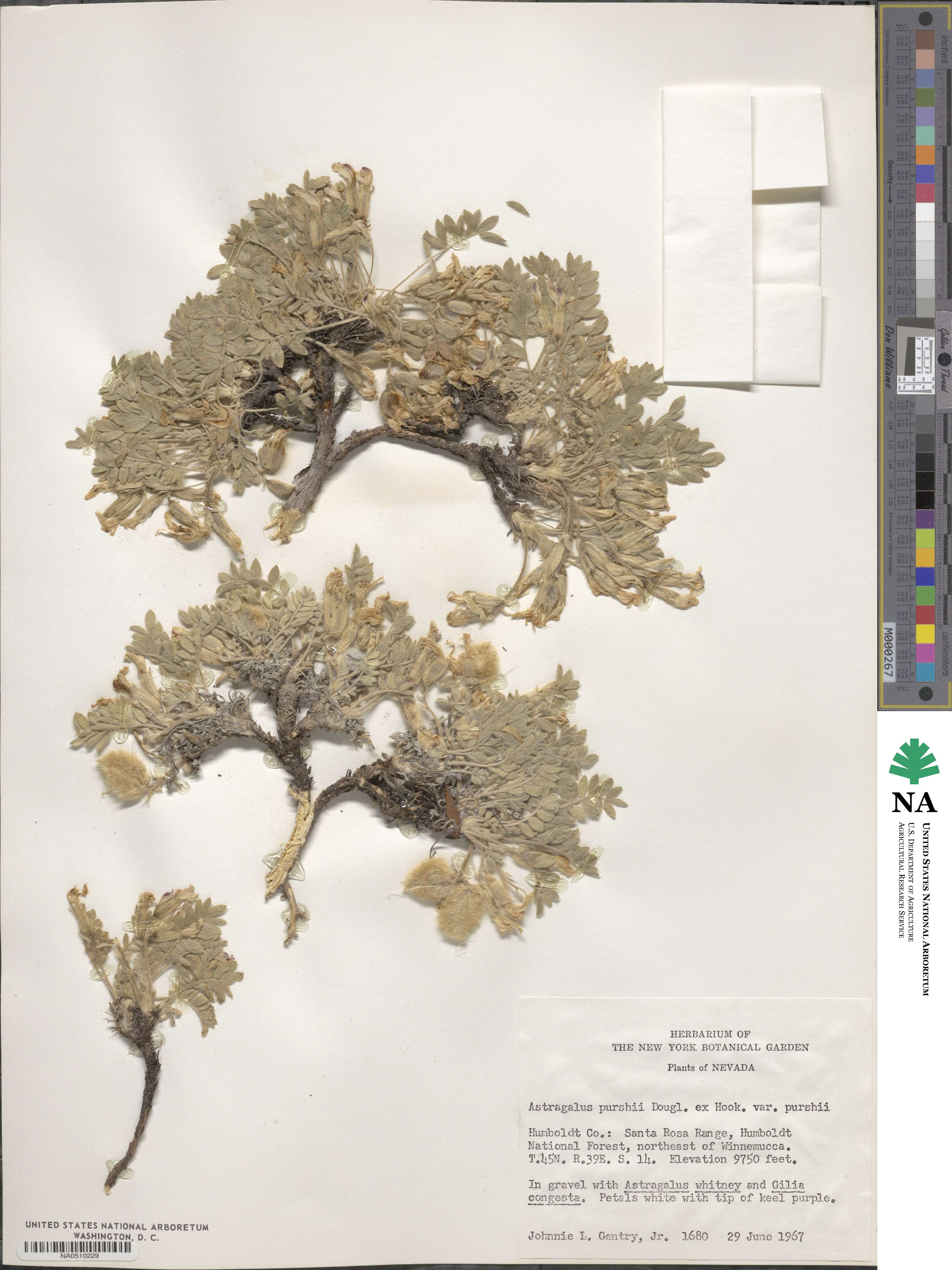 Astragalus purshii image