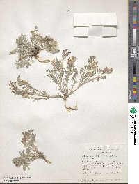 Astragalus purshii var. tinctus image