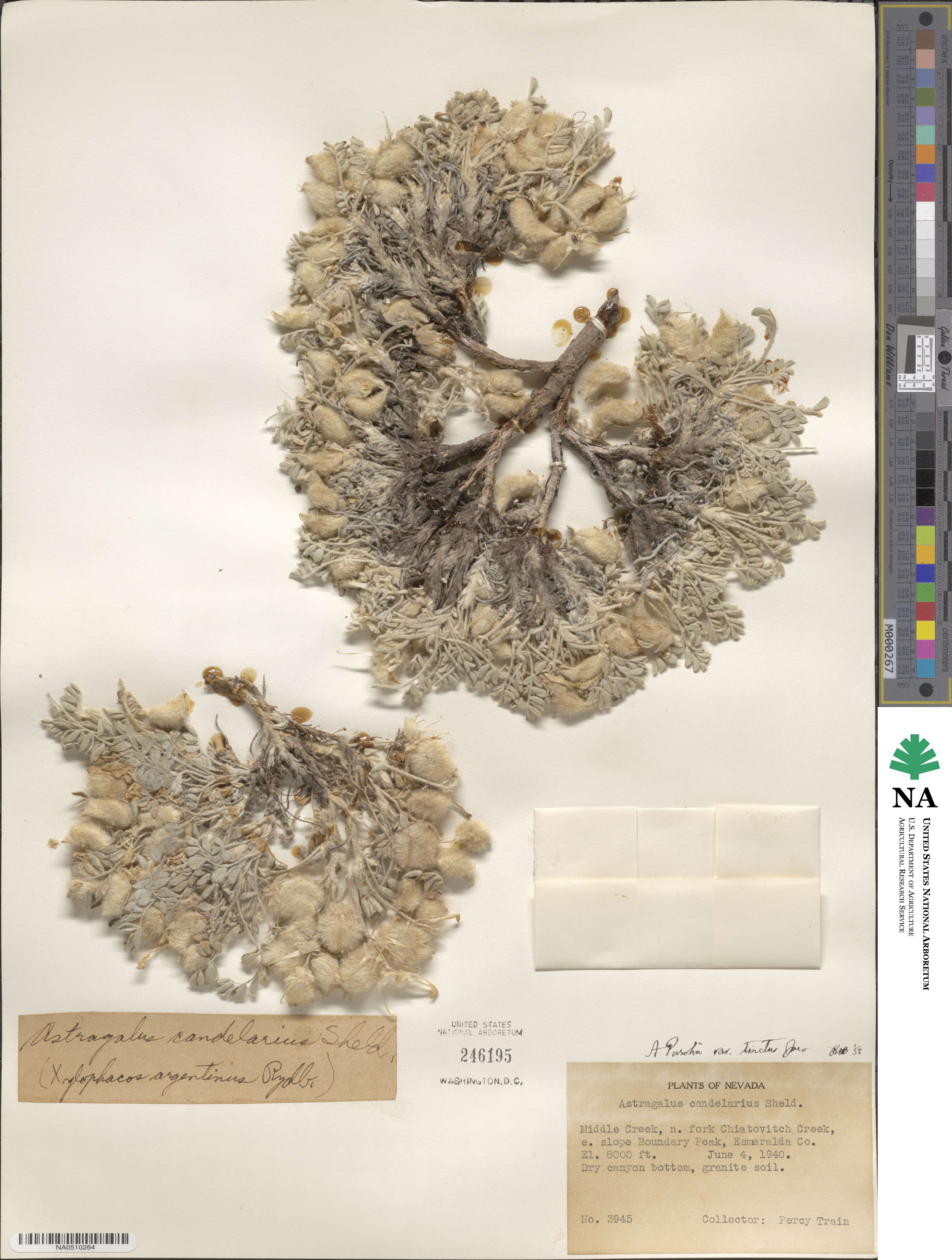 Astragalus purshii image