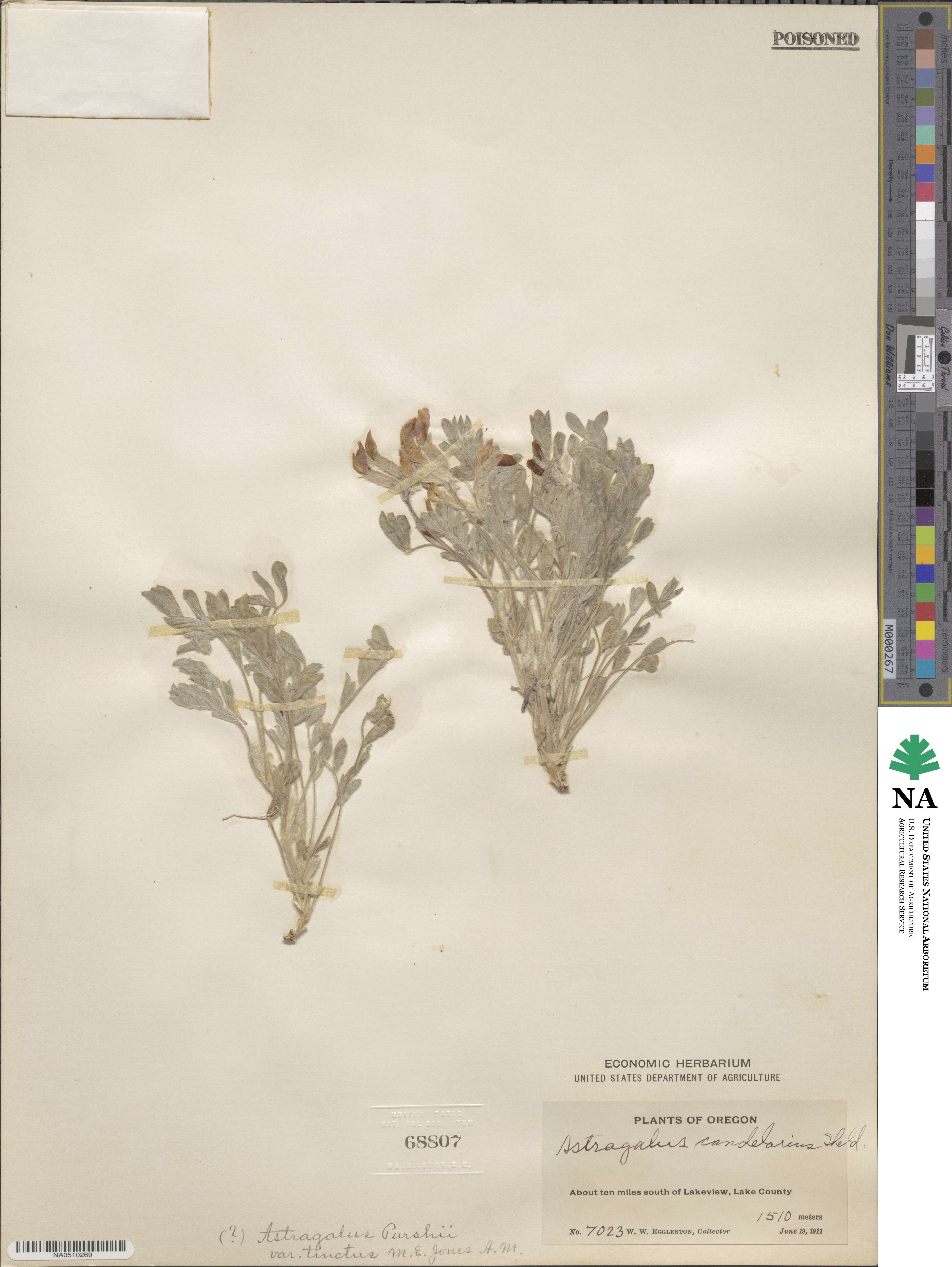 Astragalus purshii image