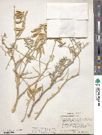 Astragalus racemosus image