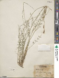 Astragalus remotus image