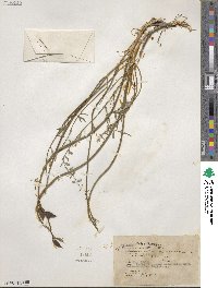 Astragalus reventus image