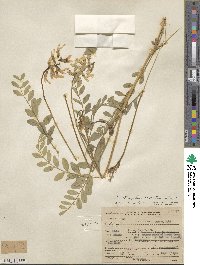 Astragalus reventus image