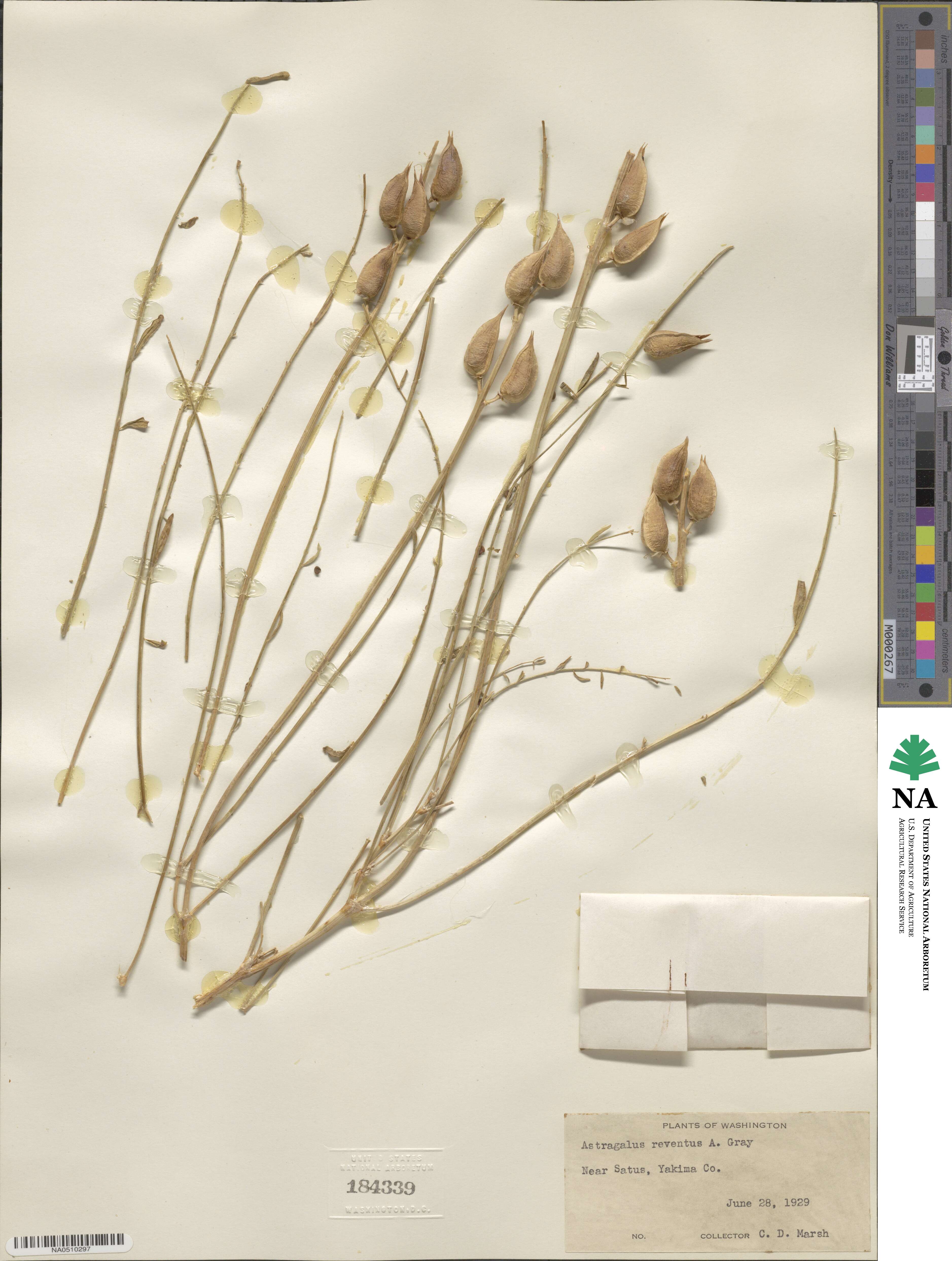 Astragalus reventus image