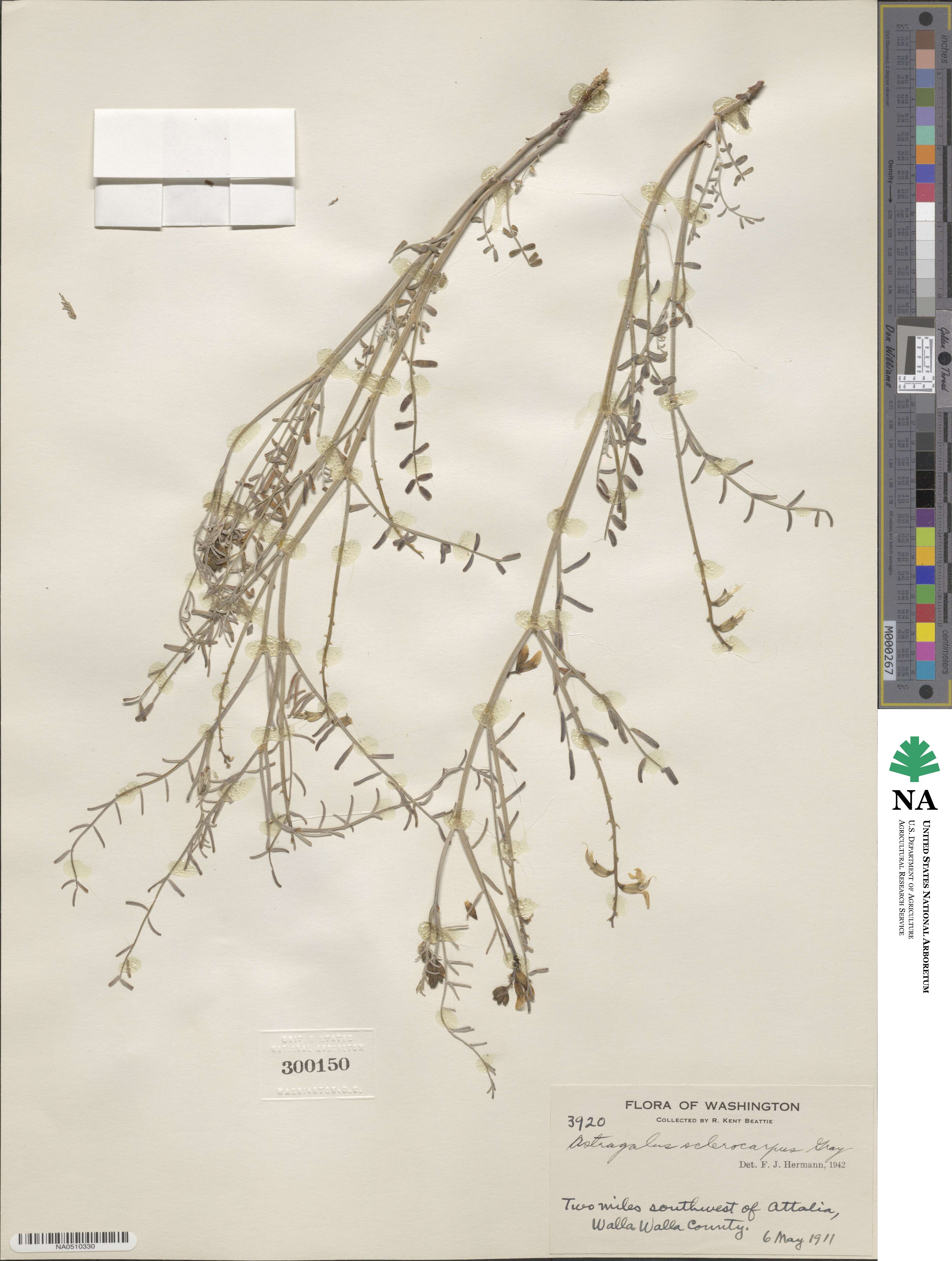 Astragalus sclerocarpus image