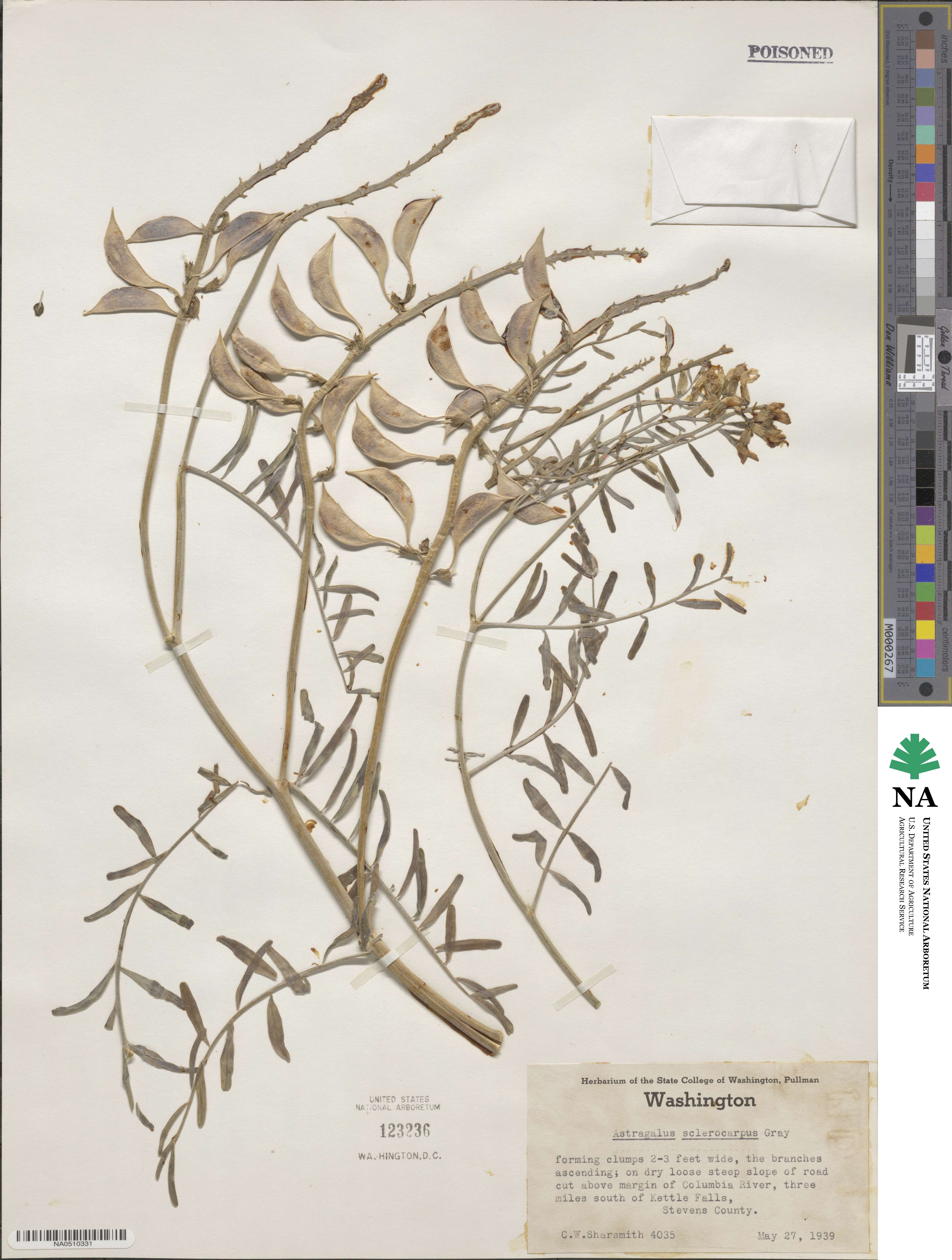 Astragalus sclerocarpus image