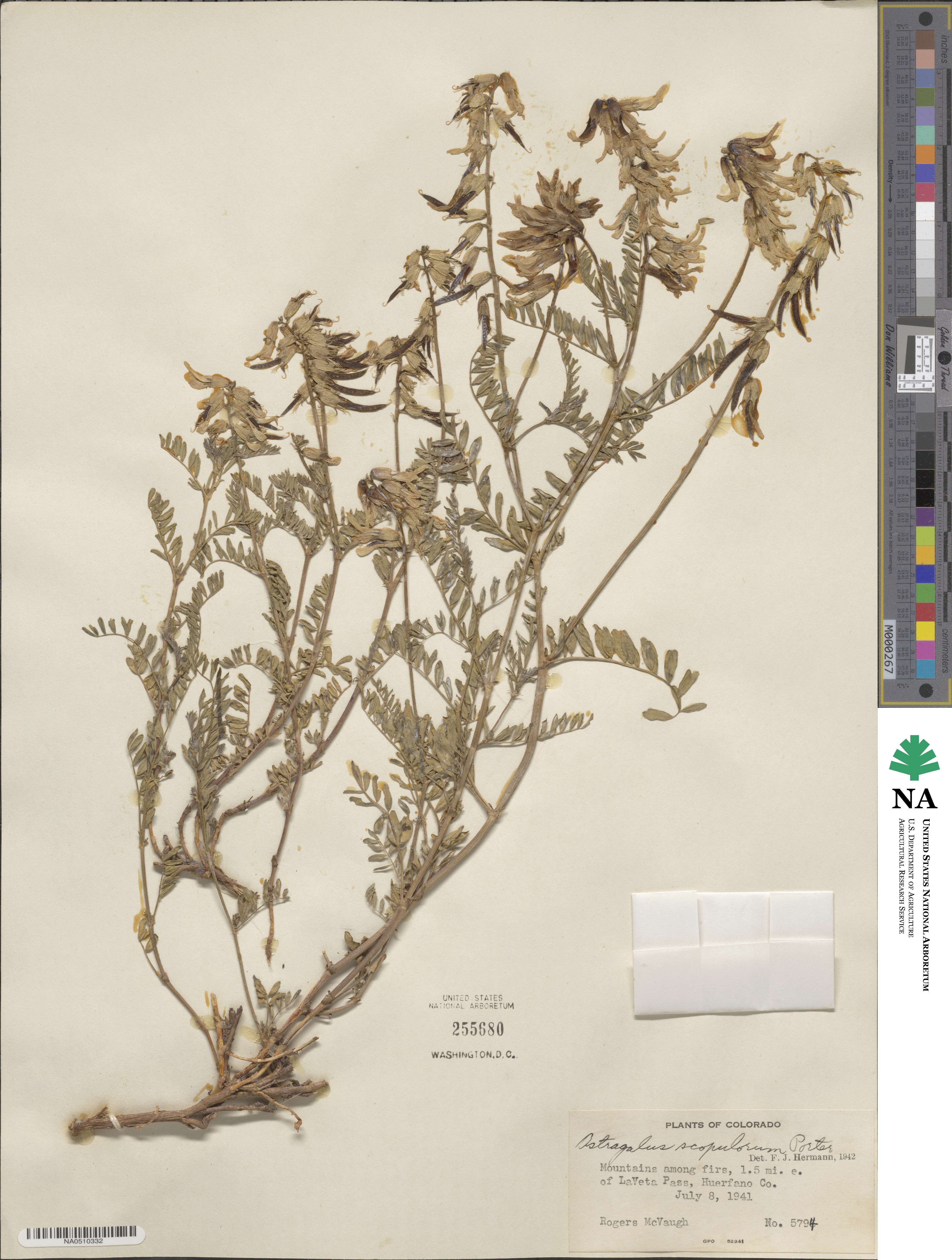 Astragalus scopulorum image