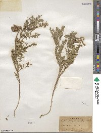 Astragalus scopulorum image