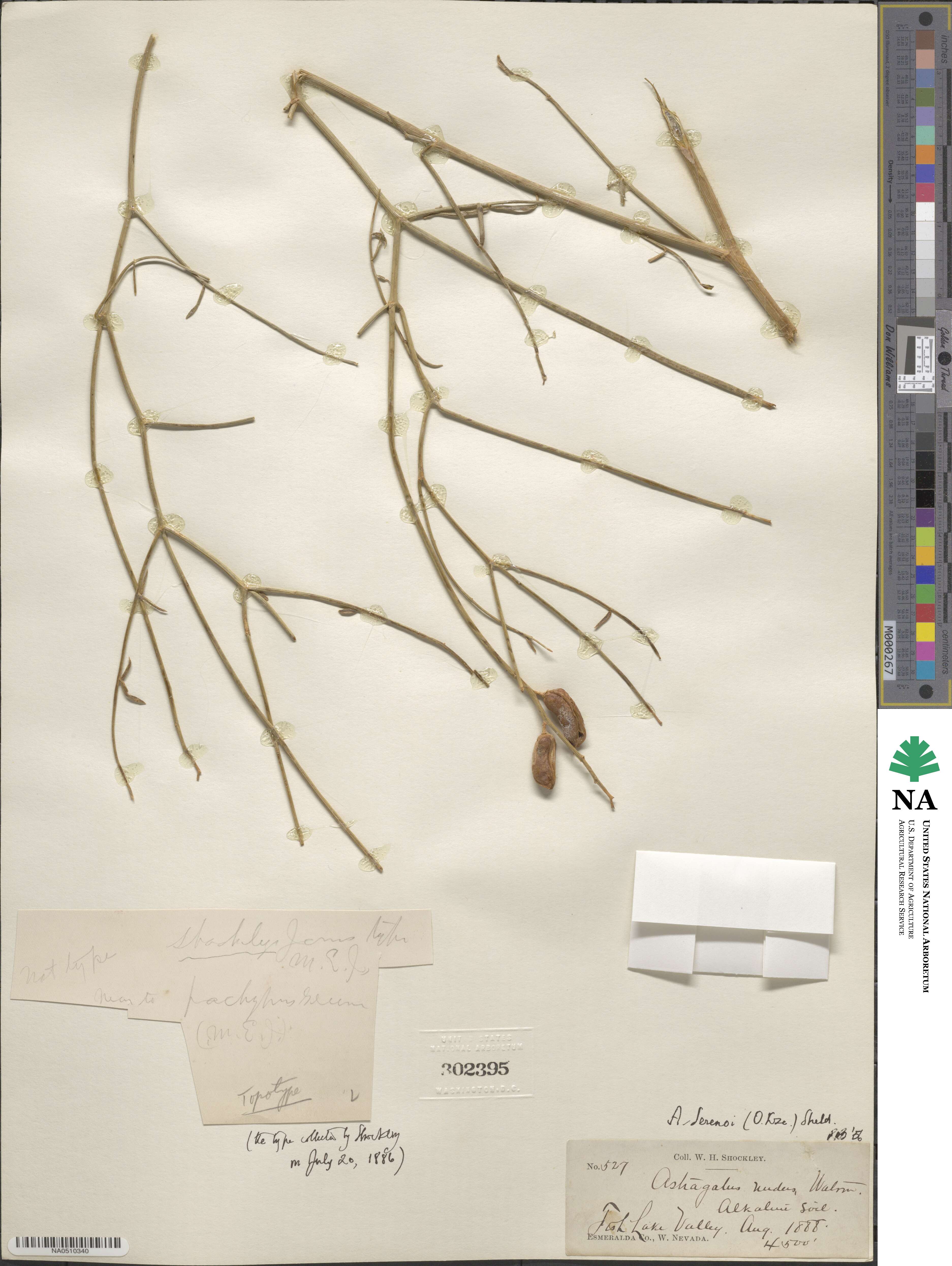 Astragalus sericoleucus image