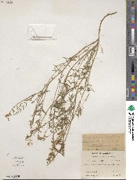 Astragalus miser var. serotinus image