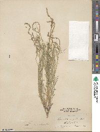 Astragalus miser image