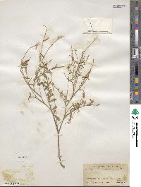 Astragalus miser image