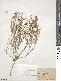 Astragalus miser var. serotinus image