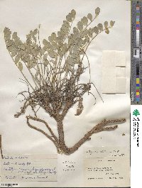 Astragalus shortianus image