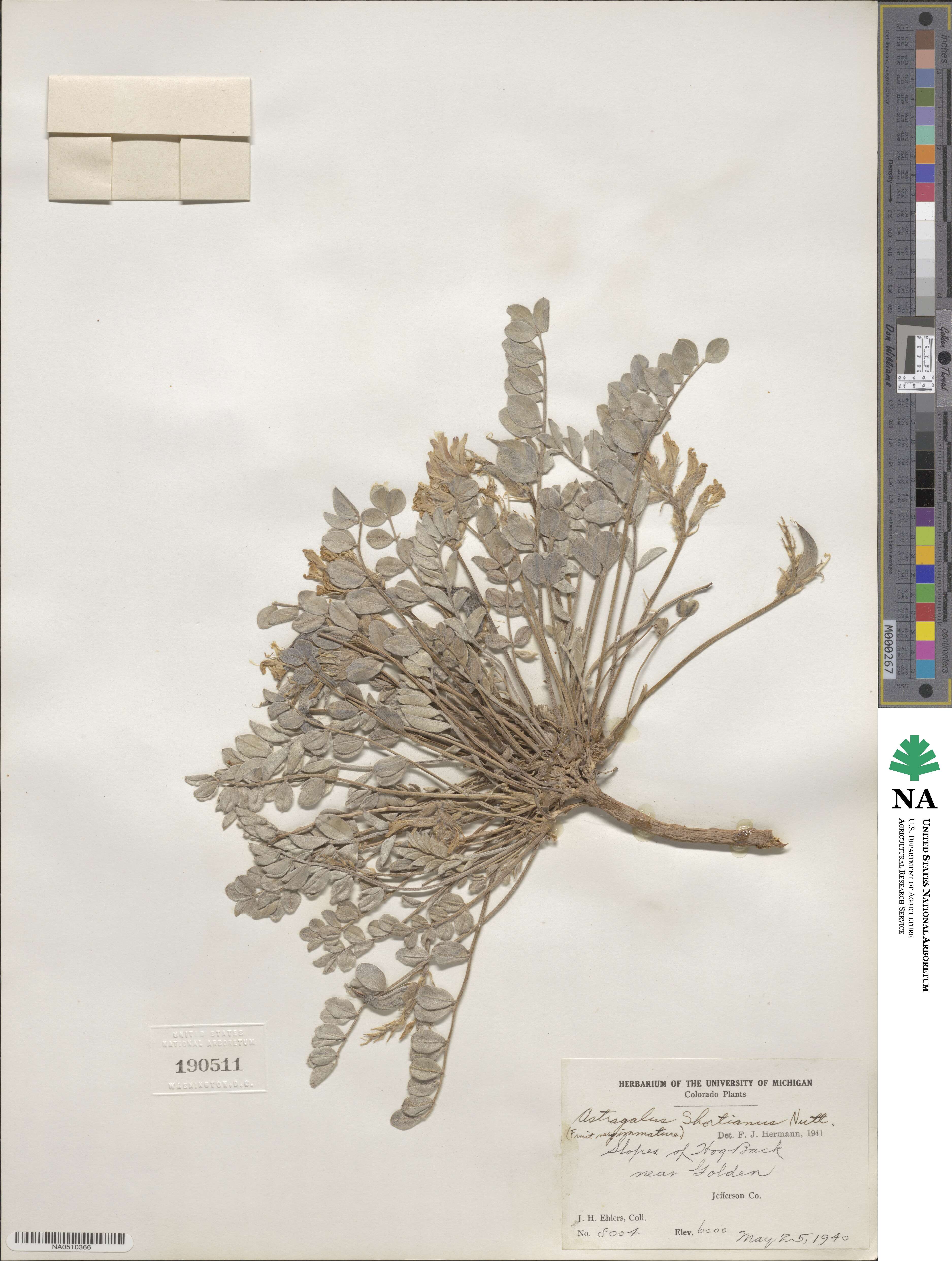 Astragalus shortianus image