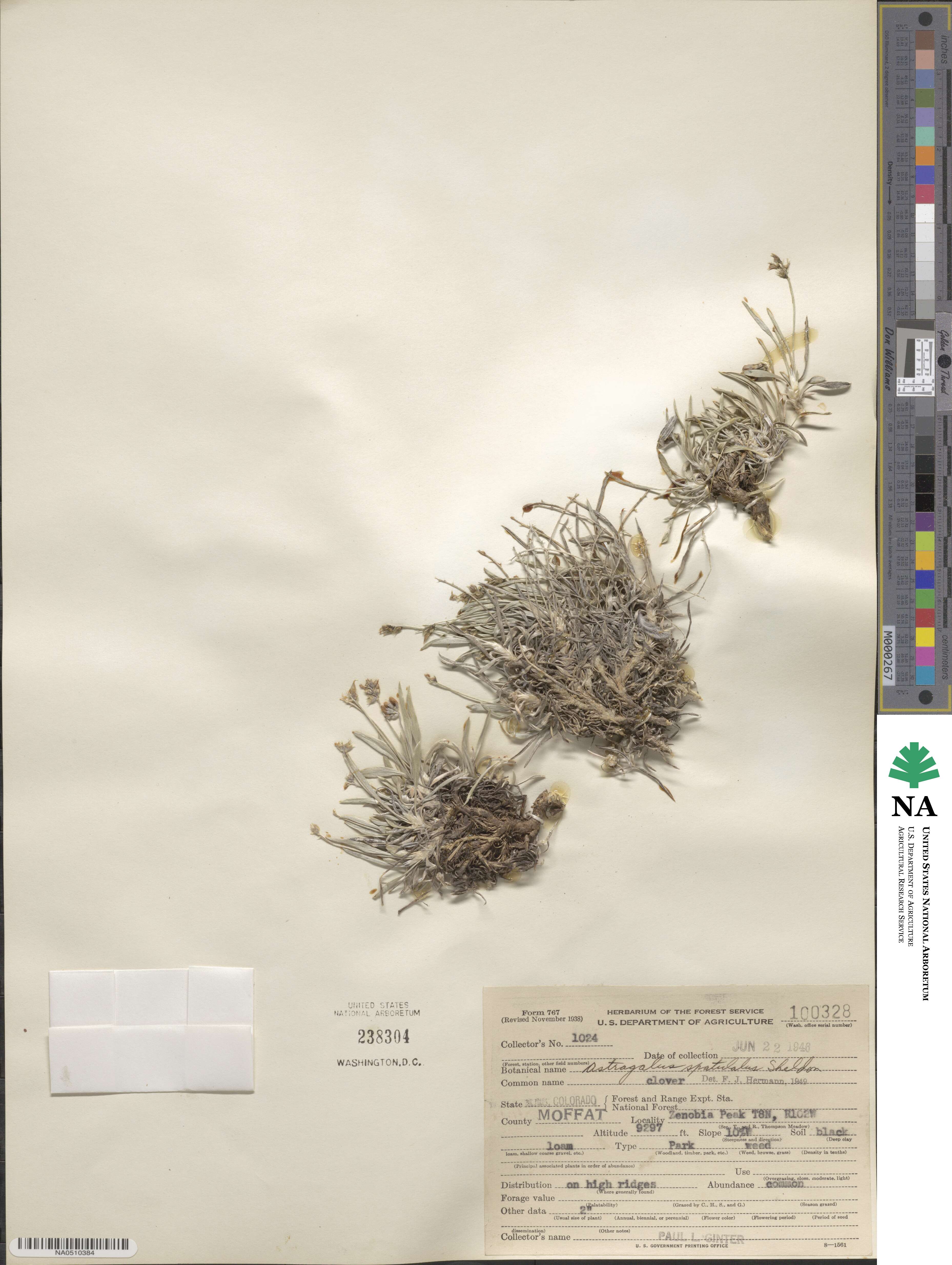 Astragalus spatulatus image