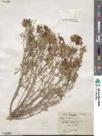 Astragalus speirocarpus image