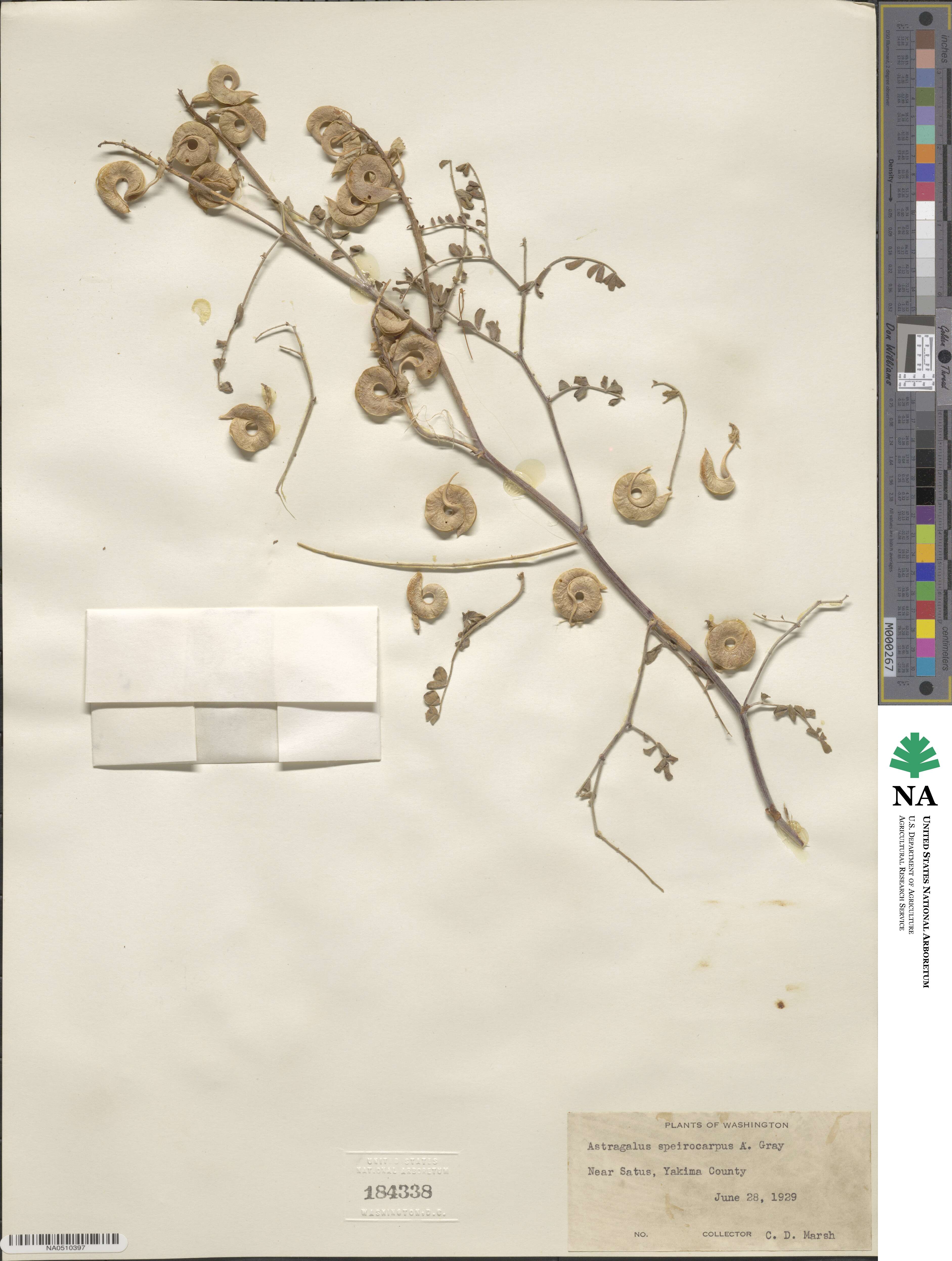 Astragalus speirocarpus image
