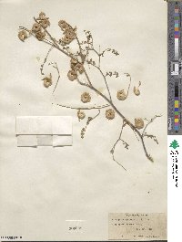 Astragalus speirocarpus image