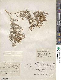 Astragalus speirocarpus image